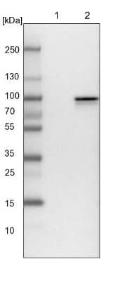 Western Blot: shootin-1 Antibody [NBP1-80753]