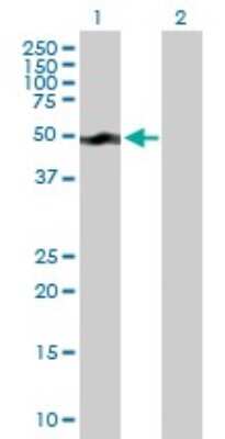 Western Blot: smu1 Antibody [H00055234-B01P]