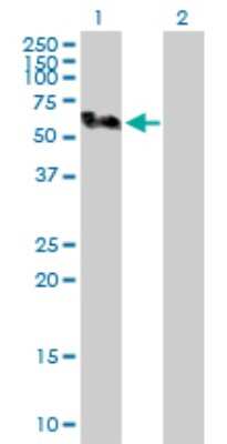 Western Blot: smu1 Antibody [H00055234-D01P]