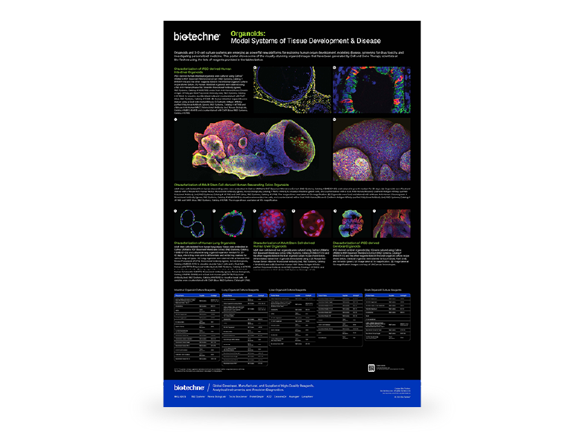 Stem Cell Products, Reagents, & Supplements: Growth Factors