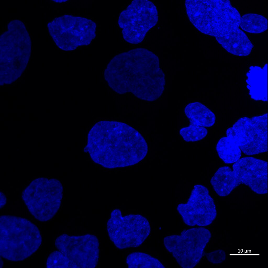 DAPI Fluorescent DNA Stains Tocris Bioscience DAPI Fluorescent DNA Stains Tocris Bioscience