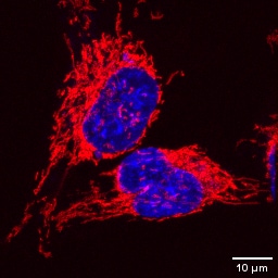 DAPI counterstaining alongside MitoBrilliant™ Live 646
