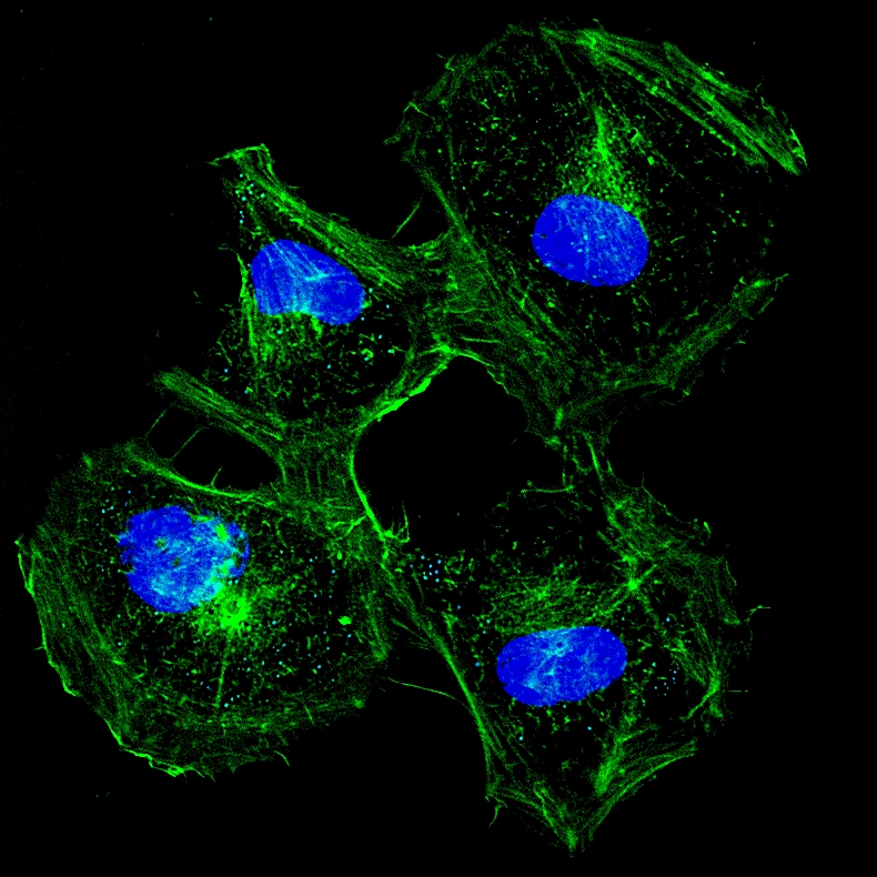Applications in HeLa Cells for Phalloidin-FITC