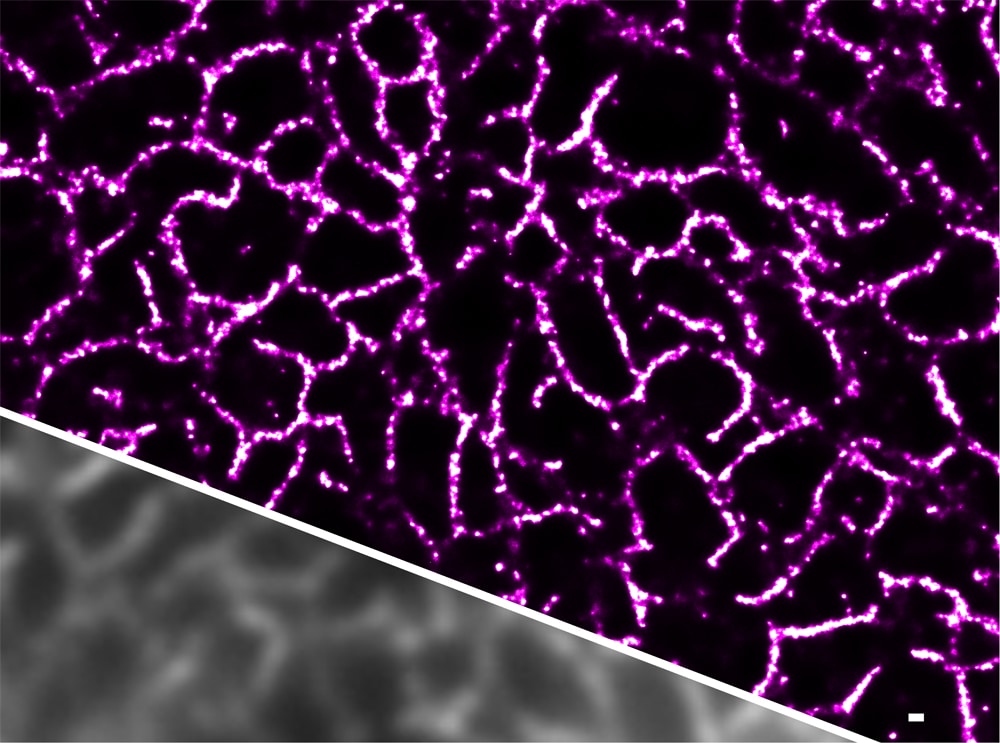 Application of Janelia Fluor® 549, NHS ester in Cardiac Tissue