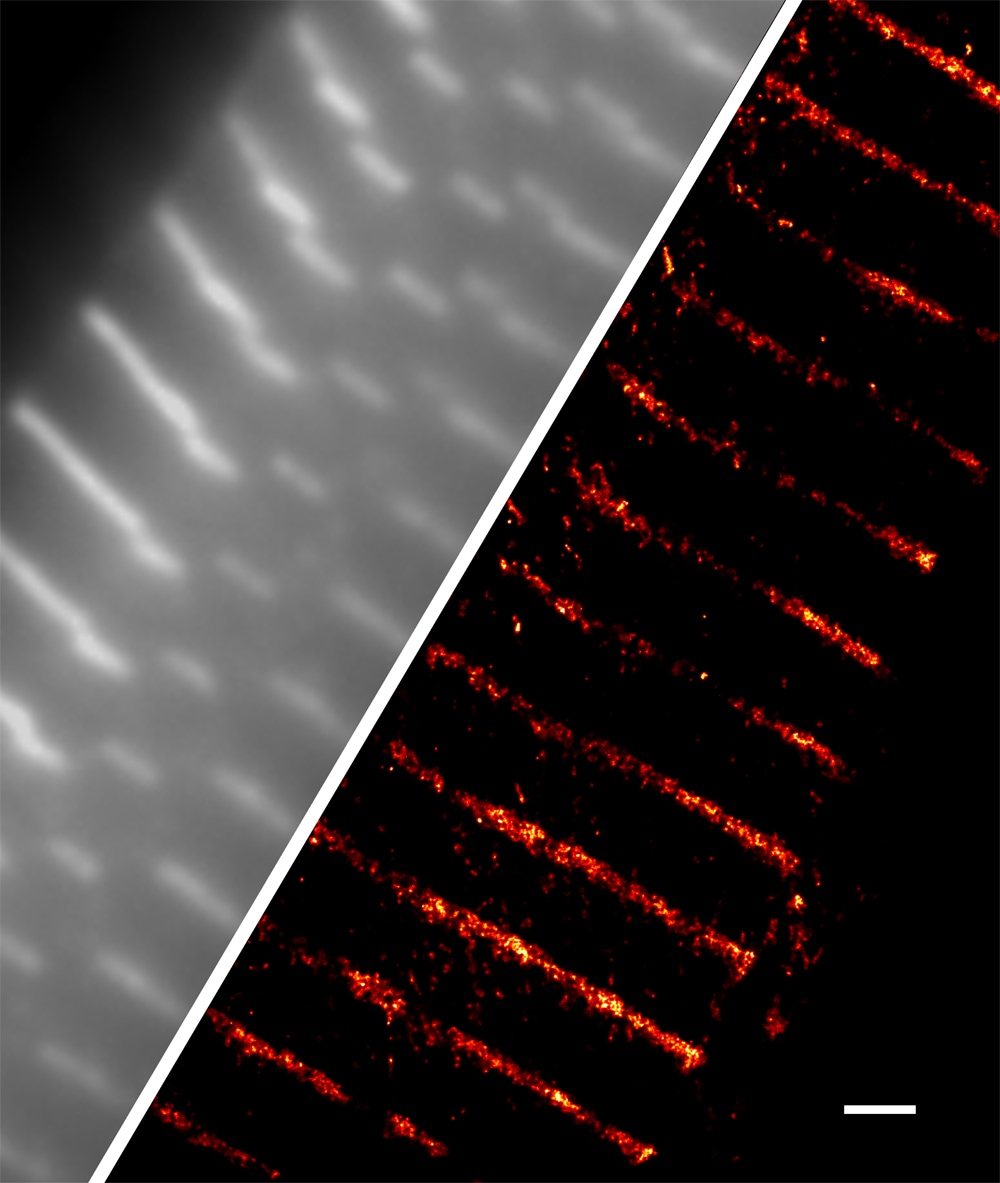 Application of Janelia Fluor® Dyes in Cardiac Tissue