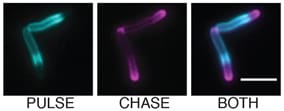 Using FDAAs HADA and RADA (Cat. No 6649) to study peptidoglycan enzyme and substrate distribution, and the role of polar cell growth and peptidoglycan segregation over time.