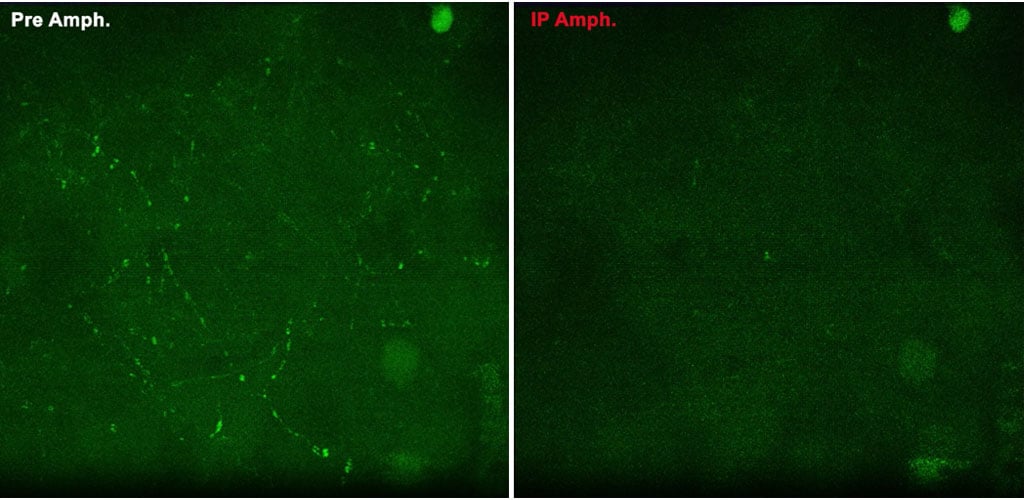 FFN 270 application