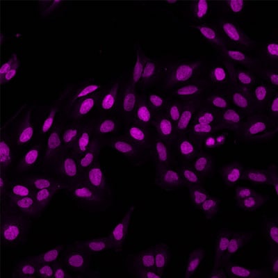 Application of Hoechst Janelia Fluor® 646 in U2OS cells.