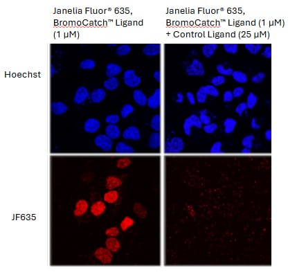 Use of BromoCatch™ Control Ligand in live cell imaging