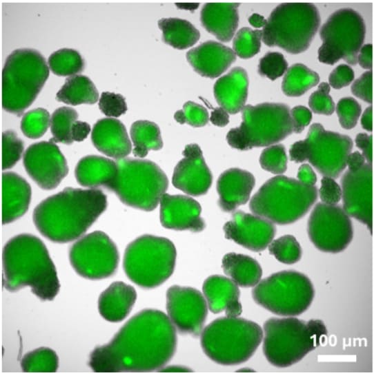 fluorescent image of iPSC-derived pancreatic islet cells stained with DA ZP1