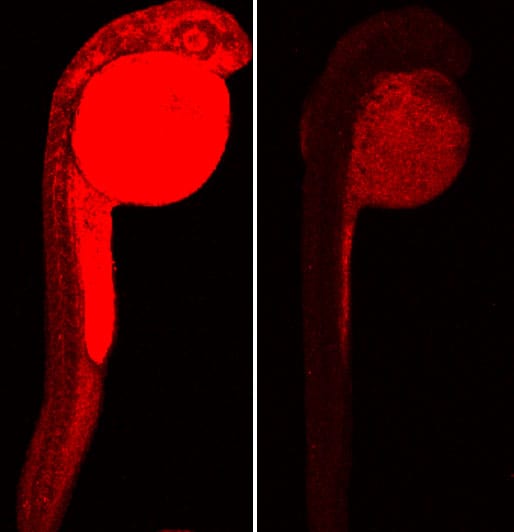 Application of SCOTfluor glucose probe 510 in zebrafish embryos