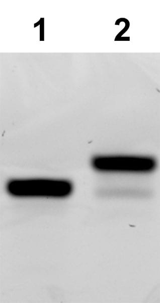 Urea-PAGE gel shift analysis of preQ1-biotin insertion into a DNA