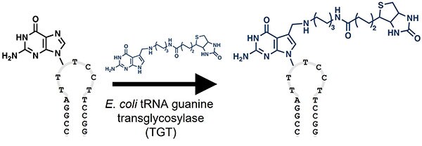 Schematic representation of preQ1-bitoin insertion into DNA.