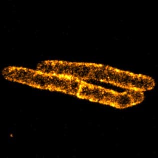 Mycobacterium smegmatis cells stained with sCy5DA