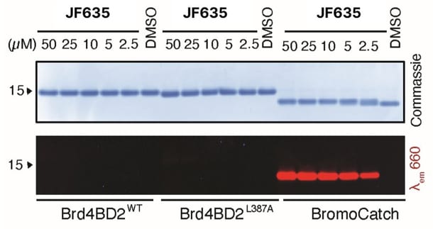 In gel fluorescence of Janelia Fluor® 635, BromoCatch Ligand​