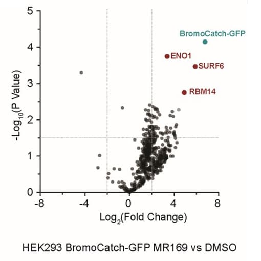 Biotin affinity pull-down mass spectrometry analysis in a transiently transfected BromoCatch-GFP HEK293 line