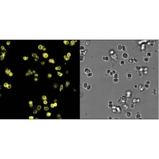 Live-cell confocal imaging of Staphylococcus aureus using Janelia Fluor® 549 ADA to label the bacterial cell wall.
