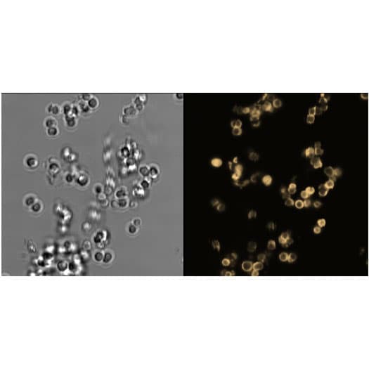 Live-cell confocal imaging of Staphylococcus aureus using Janelia Fluor® 549 ADA to label the bacterial cell wall.