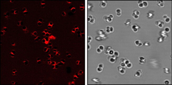 Live-cell confocal imaging of Staphylococcus aureus using Janelia Fluor® 646 ADA to label the bacterial cell wall.