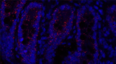 ClariTSA™ Fluorophore Kit 690 image