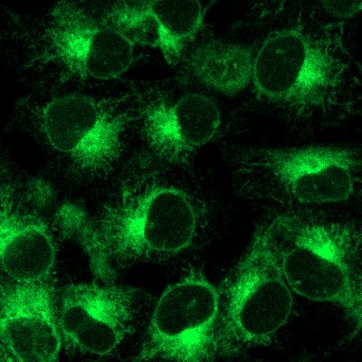 ER-LIVE™ Endoplasmic Reticulum Dye High-Resolution Visualization.