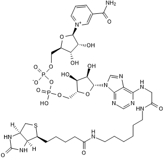 Biotinylated-NAD+; substrate for ADP-ribosylation