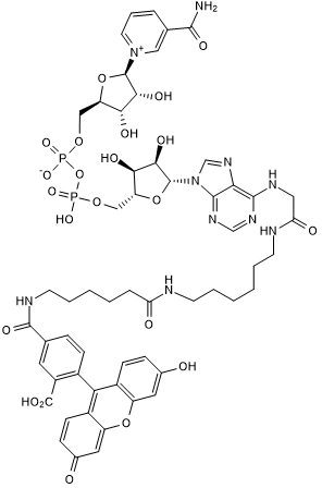 Fluorescent NAD+; substrate for ADP-ribosylation for use in PARP assays