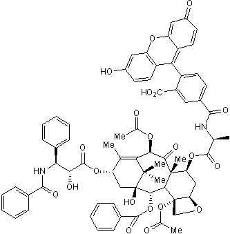 Fluorescent taxol derivative; microtubule stain