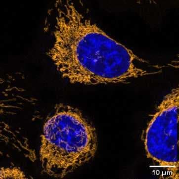Orange fluorescent mitochondrial stain for live cells, Δψm dependent