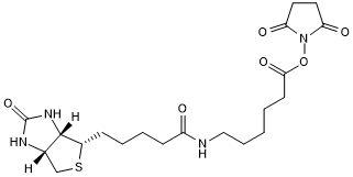 Amine reactive biotinylation reagent, cell permeable