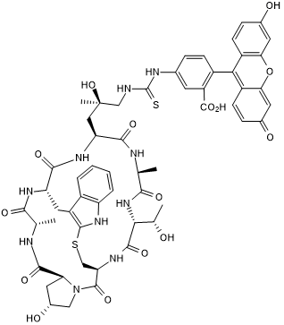 Green fluorescent cytoskeleton stain