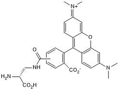 Orange-red TAMRA-based fluorescent D-amino acid for labeling peptidoglycans in live bacteria