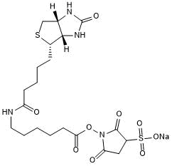 Amine reactive biotinylation reagent, cell impermeable