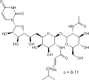 Antibiotic; GlcNAc phosphotransferase inhibitor