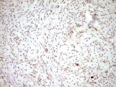 Immunohistochemistry: t-Plasminogen Activator/tPA Antibody (OTI3H3) - Azide and BSA Free [NBP2-74568]