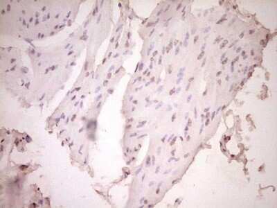 Immunohistochemistry: t-Plasminogen Activator/tPA Antibody (OTI3H3) - Azide and BSA Free [NBP2-74568]