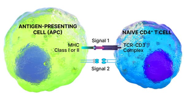 Bar graph showing fold expansion of human T cells cultured in ExCellerate media or two other commercially available media for 5, 11, and 15 days