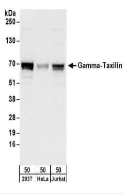 Western Blot: taxilin gamma Antibody [NBP2-22330]