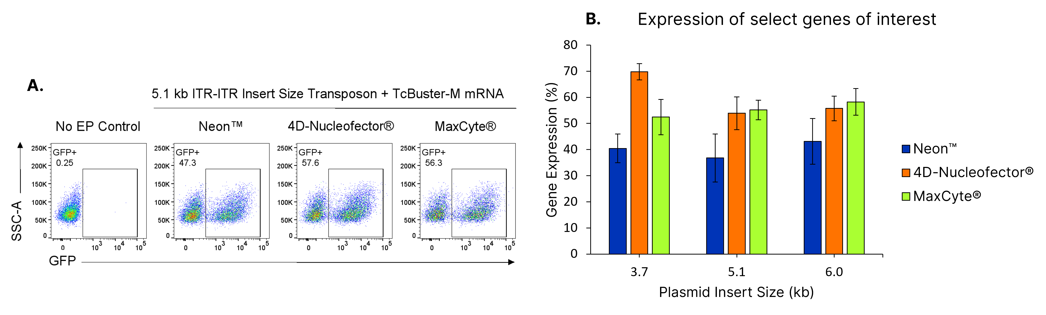 >40% TcBuster editing in T cells is achieved for various cargo sizes and conditions.