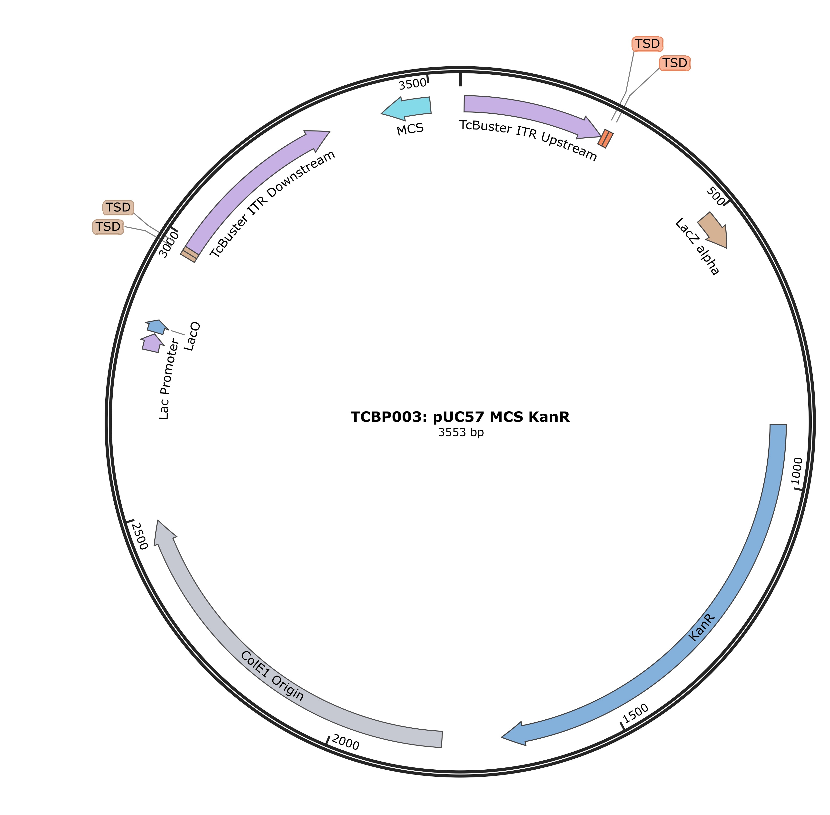 TCBP003-pUC57-MCS-KanR Plasmid Map