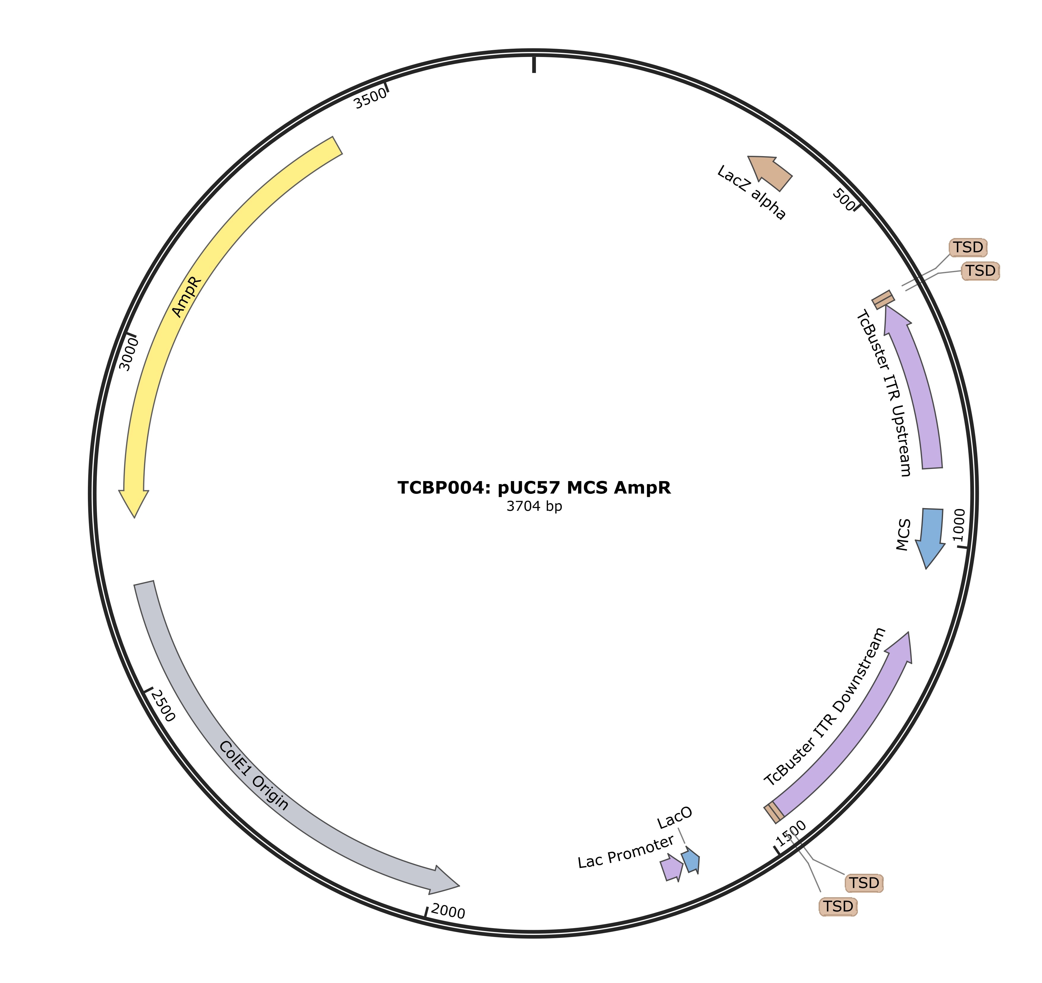 TCBP004-pUC57-MCS-AmpR Plasmid Map