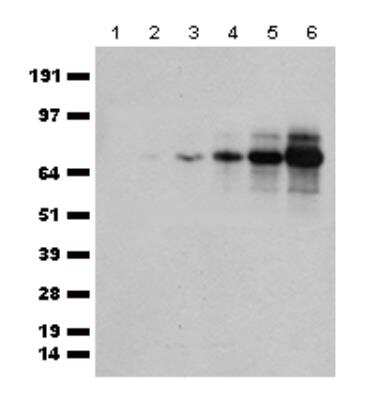 Western Blot: tdTomato Antibody [NBP2-78135]