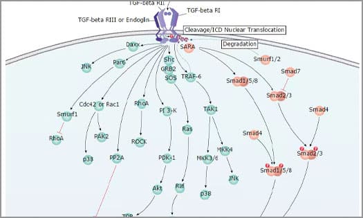 Diagram showing the signaling pathways activated by TGF-beta