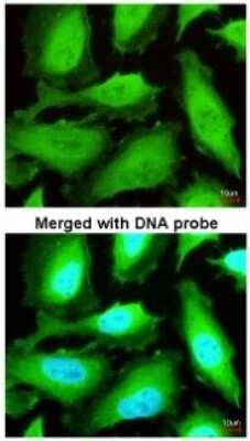 Immunocytochemistry/ Immunofluorescence: Thioredoxin Reductase 1/TRXR1 Antibody [NBP2-20619]
