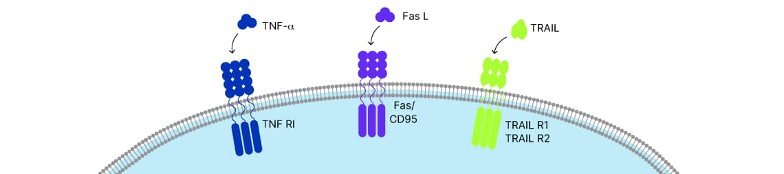 TNF superfamily ligands, TNF-alpha, Fas Ligand, and TRAIL binding to their respective receptor complexes in the cell membrane