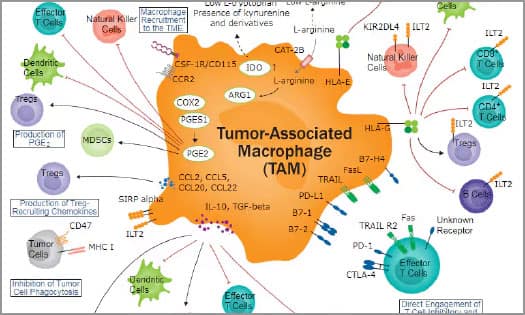 Diagram showing the mechanisms of tumor-associated macrophage-mediated immunosuppression in the tumor microenvironment