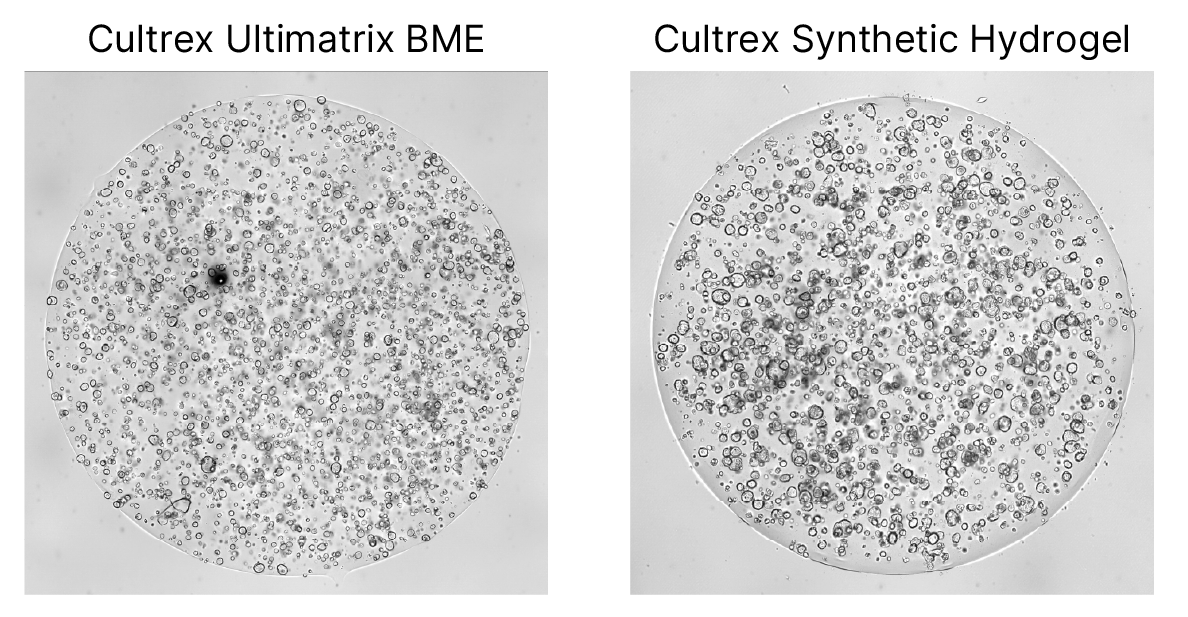By using a slightly higher seeding density, cells grown with Synthetic Hydrogel achieve a similar growth rate to UltiMatrix BME.