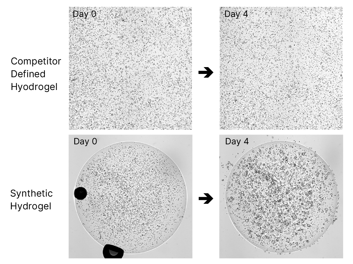 Organoids successfully grew in Cultrex Synthetic Hydrogel but failed to grow when encapsulated in Competitor’s Defined Hydrogel.