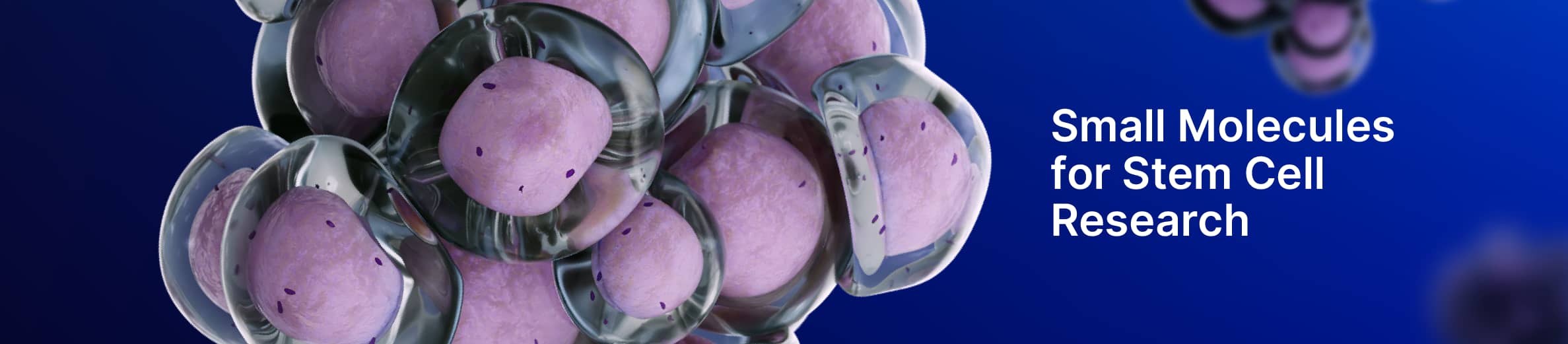 Small Molecules for Stem Cell Research banner