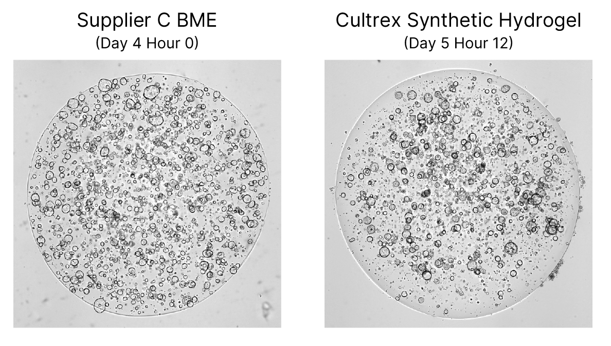 Organoids plated at the same seeding density with Synthetic Hydrogel will reach equivalent size to those grown in BME with additional time.